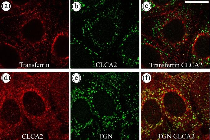 https://cdn.ncbi.nlm.nih.gov/pmc/blobs/40f3/8134295/4348d640d180/418_2021_1962_Fig2_HTML.jpg