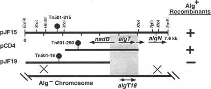 https://cdn.ncbi.nlm.nih.gov/pmc/blobs/40f5/197025/de2bb996ba9b/jbacter00039-0279-a.jpg