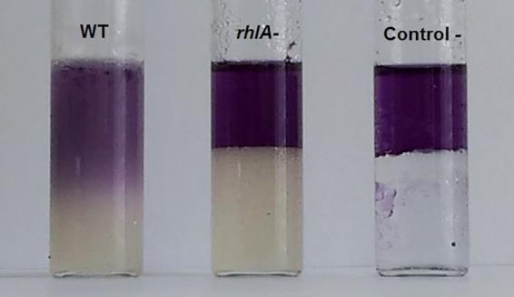 https://cdn.ncbi.nlm.nih.gov/pmc/blobs/40f6/4863597/a2883d429963/sph0011600410003.jpg