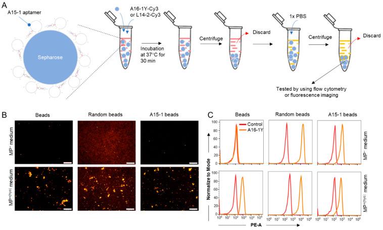https://cdn.ncbi.nlm.nih.gov/pmc/blobs/40f6/7312096/57966c70d703/ijms-21-03784-g008.jpg