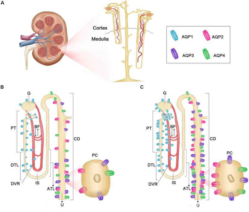 https://cdn.ncbi.nlm.nih.gov/pmc/blobs/40f8/6751383/72412b40dce6/fphys-10-01172-g013.jpg