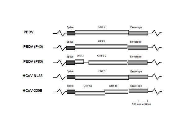 https://cdn.ncbi.nlm.nih.gov/pmc/blobs/40fa/1774570/cc46137255bd/1743-422X-3-106-1.jpg