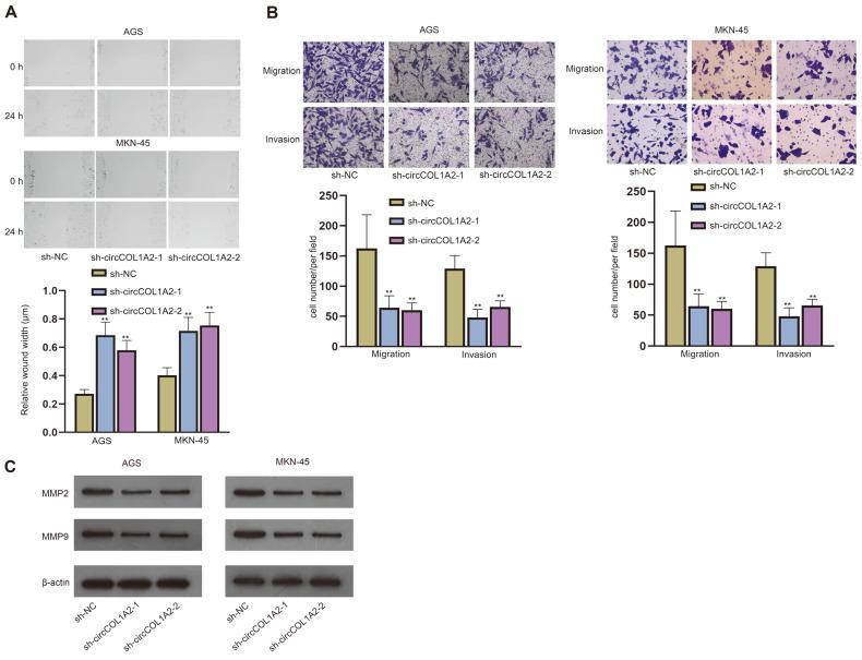https://cdn.ncbi.nlm.nih.gov/pmc/blobs/40fa/9628928/07a19beec2b2/jmb-32-7-938-f2.jpg