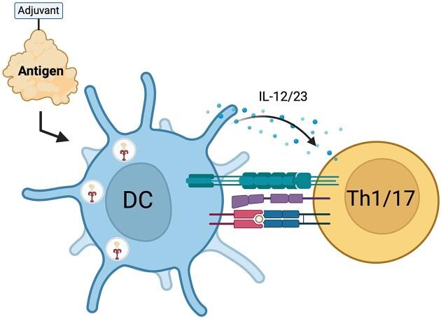 https://cdn.ncbi.nlm.nih.gov/pmc/blobs/40fb/11338180/99ebedbf4142/ftae017fig1.jpg