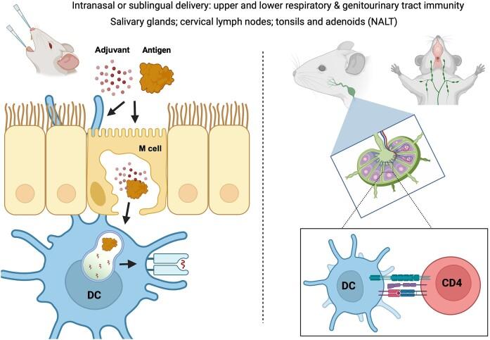 https://cdn.ncbi.nlm.nih.gov/pmc/blobs/40fb/11338180/a7b8de3fce4b/ftae017fig2.jpg