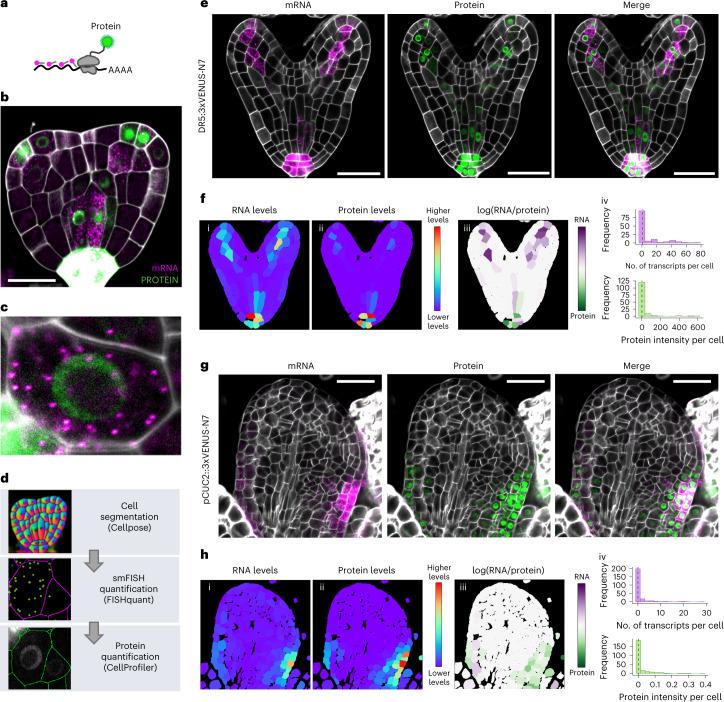 https://cdn.ncbi.nlm.nih.gov/pmc/blobs/40fc/10356603/82eece30409a/41477_2023_1442_Fig2_HTML.jpg