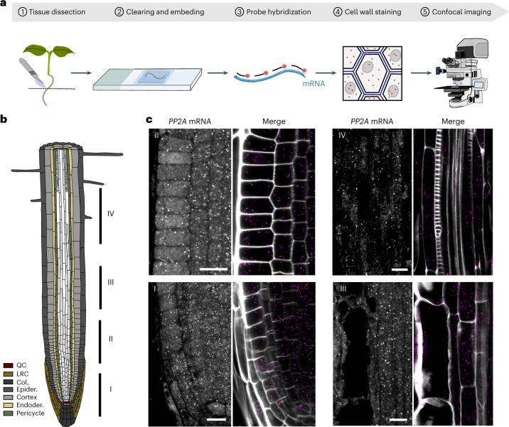 https://cdn.ncbi.nlm.nih.gov/pmc/blobs/40fc/10356603/cc972d4da9f9/41477_2023_1442_Fig1_HTML.jpg
