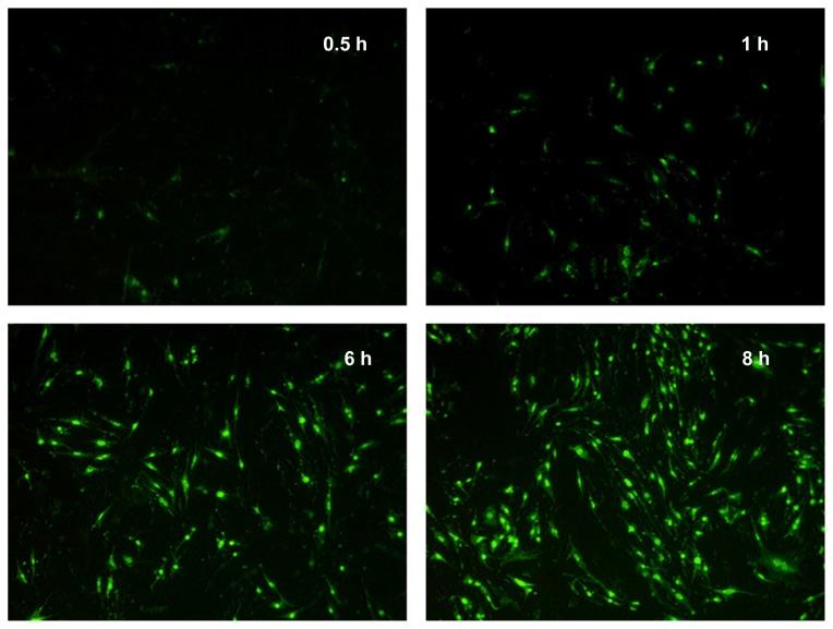 https://cdn.ncbi.nlm.nih.gov/pmc/blobs/40ff/3396390/79753821c5ee/ijn-7-3235f3.jpg