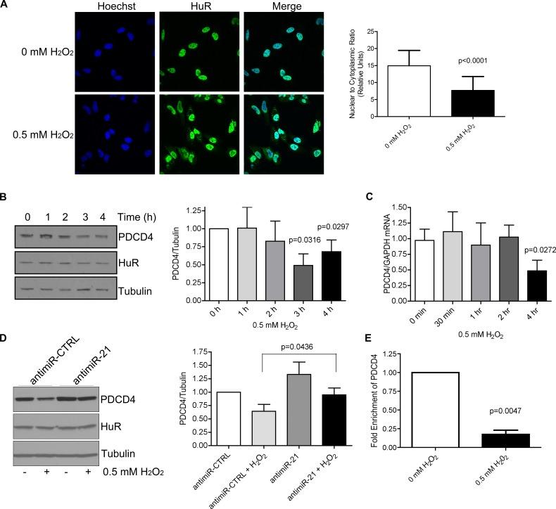 https://cdn.ncbi.nlm.nih.gov/pmc/blobs/4100/4811471/361bb231a492/oncotarget-07-1439-g004.jpg