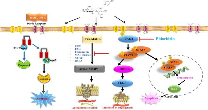 https://cdn.ncbi.nlm.nih.gov/pmc/blobs/4105/12319571/33b33fe18ba1/FSN3-13-e70744-g001.jpg