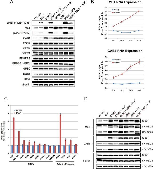 https://cdn.ncbi.nlm.nih.gov/pmc/blobs/4107/5392287/17584a928f06/oncotarget-08-17795-g004.jpg