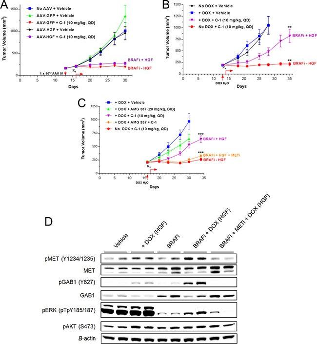 https://cdn.ncbi.nlm.nih.gov/pmc/blobs/4107/5392287/58cda523368f/oncotarget-08-17795-g006.jpg