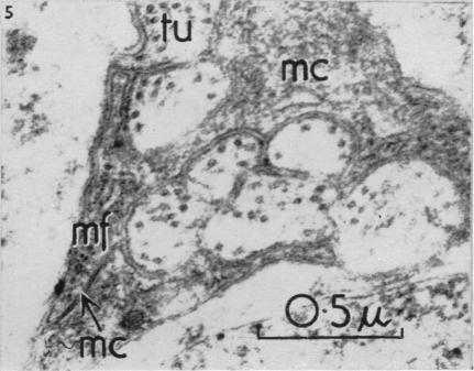 https://cdn.ncbi.nlm.nih.gov/pmc/blobs/410a/1244141/4c77ed85c5d3/janat00431-0065-e.jpg
