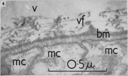 https://cdn.ncbi.nlm.nih.gov/pmc/blobs/410a/1244141/53c9323677af/janat00431-0065-d.jpg