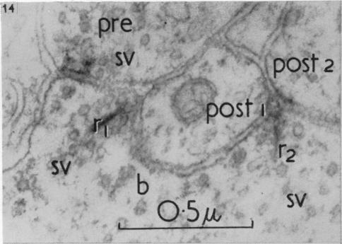 https://cdn.ncbi.nlm.nih.gov/pmc/blobs/410a/1244141/6b372eb7cdfa/janat00431-0067-a.jpg