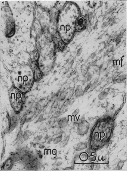 https://cdn.ncbi.nlm.nih.gov/pmc/blobs/410a/1244141/ba31ab1c6bab/janat00431-0065-a.jpg