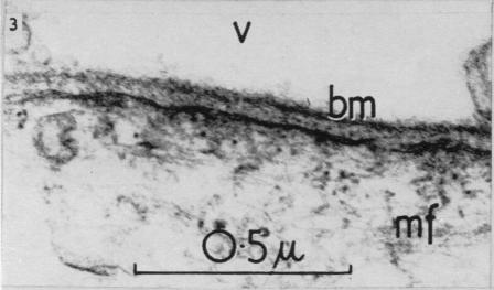 https://cdn.ncbi.nlm.nih.gov/pmc/blobs/410a/1244141/feecb699e402/janat00431-0065-c.jpg