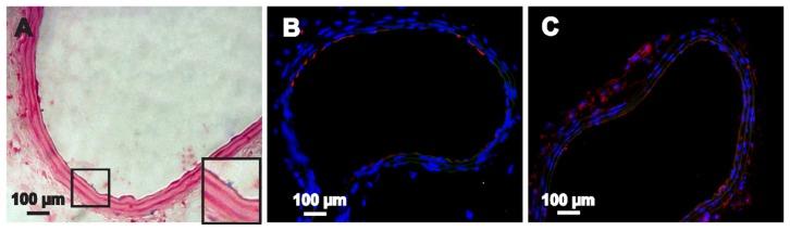 https://cdn.ncbi.nlm.nih.gov/pmc/blobs/410a/3487538/219391f0fcb7/ijn-7-5191f9.jpg