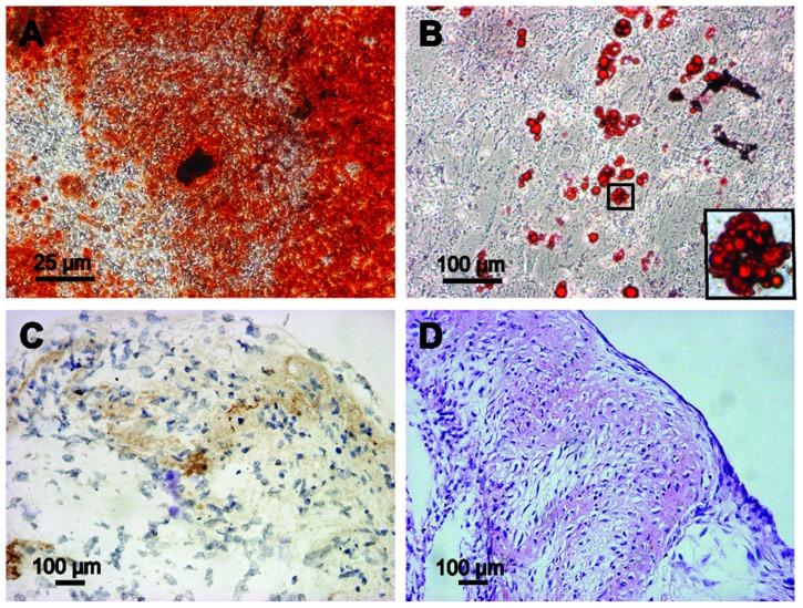 https://cdn.ncbi.nlm.nih.gov/pmc/blobs/410a/3487538/2fd39588ebfd/ijn-7-5191f3.jpg