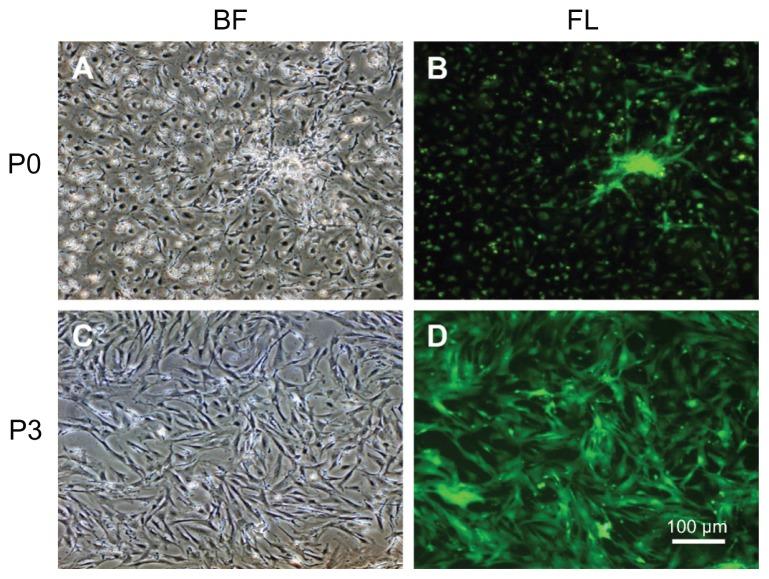 https://cdn.ncbi.nlm.nih.gov/pmc/blobs/410a/3487538/5295c075b9b9/ijn-7-5191f1.jpg