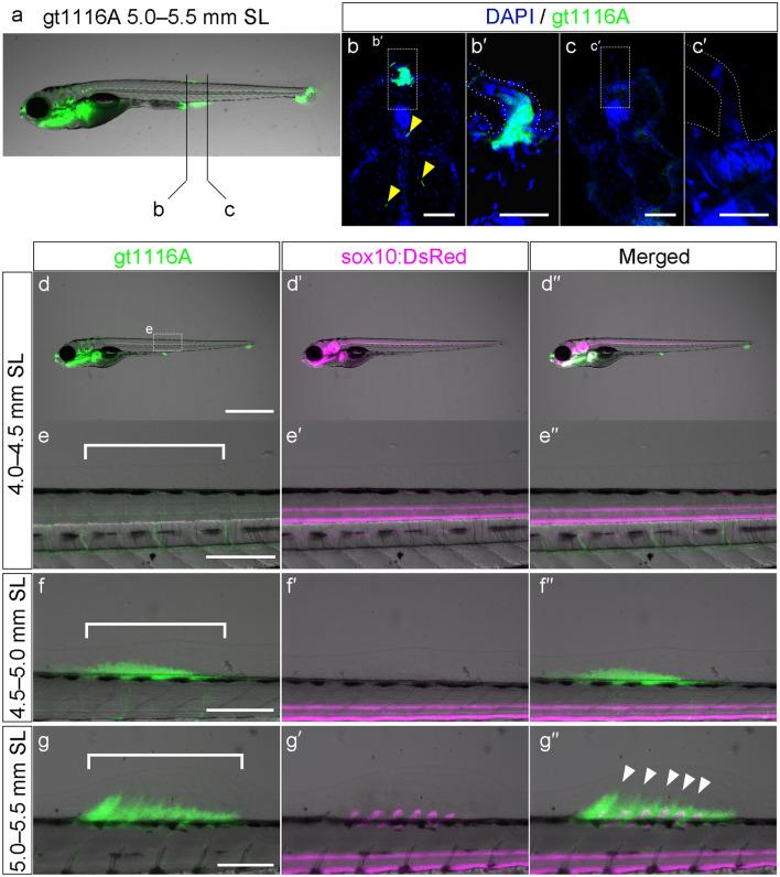 https://cdn.ncbi.nlm.nih.gov/pmc/blobs/410a/9079066/dc7cfc0ce0a0/41598_2022_11180_Fig4_HTML.jpg