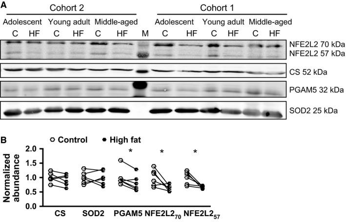 https://cdn.ncbi.nlm.nih.gov/pmc/blobs/410c/5064140/426aa616a1c9/PHY2-4-e12988-g004.jpg