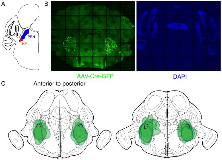https://cdn.ncbi.nlm.nih.gov/pmc/blobs/410e/7077984/6cb6e0a6838c/elife-52694-fig3-figsupp1.jpg