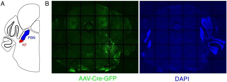 https://cdn.ncbi.nlm.nih.gov/pmc/blobs/410e/7077984/89e64cd575a9/elife-52694-fig3-figsupp4.jpg