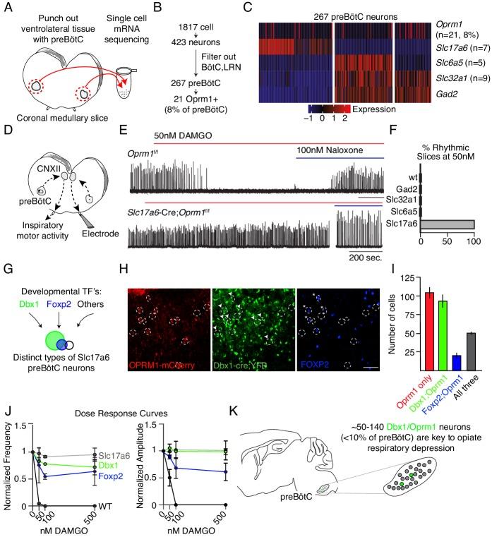 https://cdn.ncbi.nlm.nih.gov/pmc/blobs/410e/7077984/a42de8498233/elife-52694-fig4.jpg