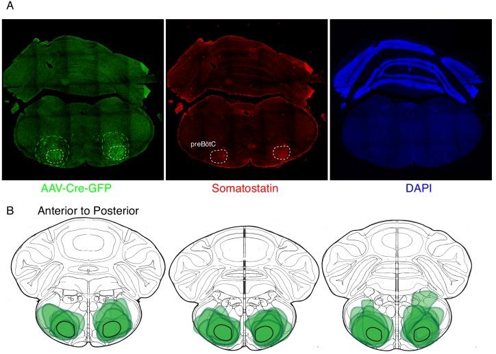 https://cdn.ncbi.nlm.nih.gov/pmc/blobs/410e/7077984/bc799de0a4c5/elife-52694-fig2-figsupp1.jpg