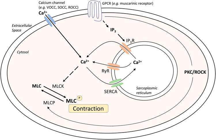 https://cdn.ncbi.nlm.nih.gov/pmc/blobs/4113/10060990/10df3c733dac/fphys-14-1099719-g001.jpg