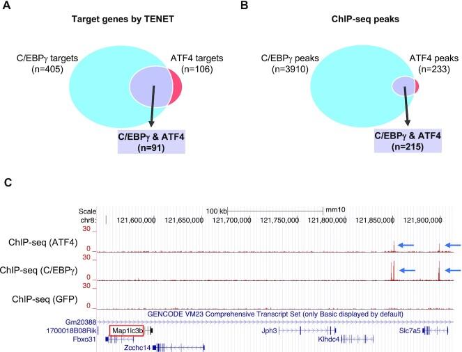 https://cdn.ncbi.nlm.nih.gov/pmc/blobs/4113/9303372/0783c3d9dc4f/gkac593fig3.jpg
