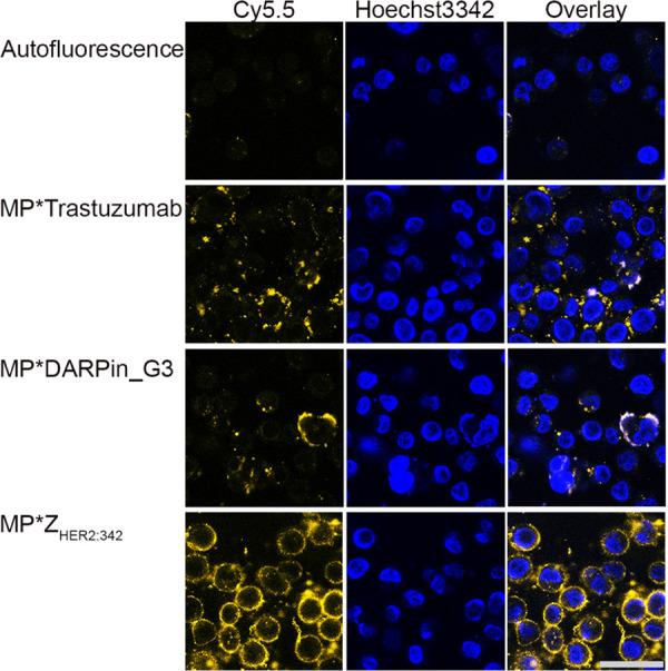 https://cdn.ncbi.nlm.nih.gov/pmc/blobs/4114/8223436/12bf49aae92a/ao1c01811_0004.jpg
