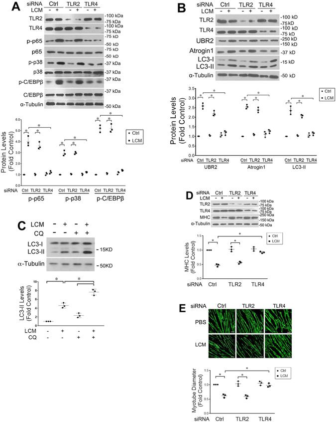 https://cdn.ncbi.nlm.nih.gov/pmc/blobs/4116/5442131/d9e28a1a69a1/41598_2017_2347_Fig1_HTML.jpg