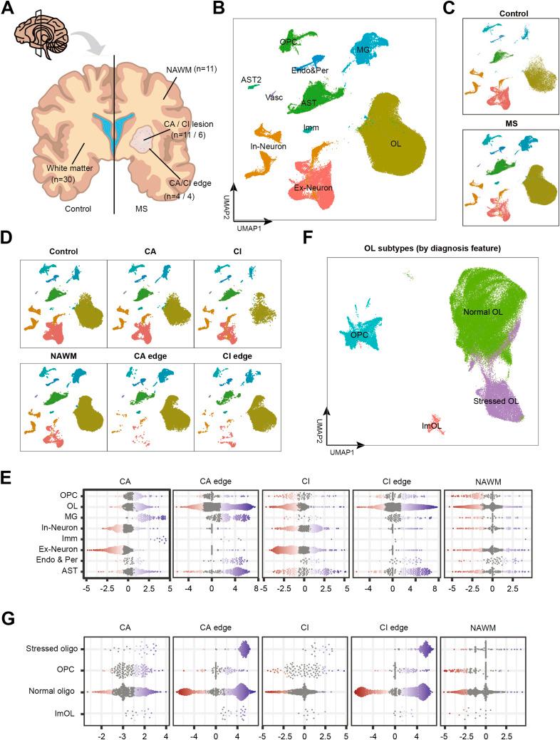 https://cdn.ncbi.nlm.nih.gov/pmc/blobs/4118/12322325/2c5ba0d52691/LSA-2024-03150_Fig1.jpg