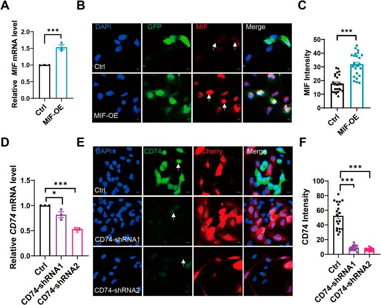 https://cdn.ncbi.nlm.nih.gov/pmc/blobs/4118/12322325/90a65c5e18c4/LSA-2024-03150_FigS7.jpg