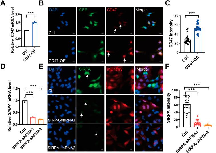 https://cdn.ncbi.nlm.nih.gov/pmc/blobs/4118/12322325/b7be7e80f517/LSA-2024-03150_FigS6.jpg