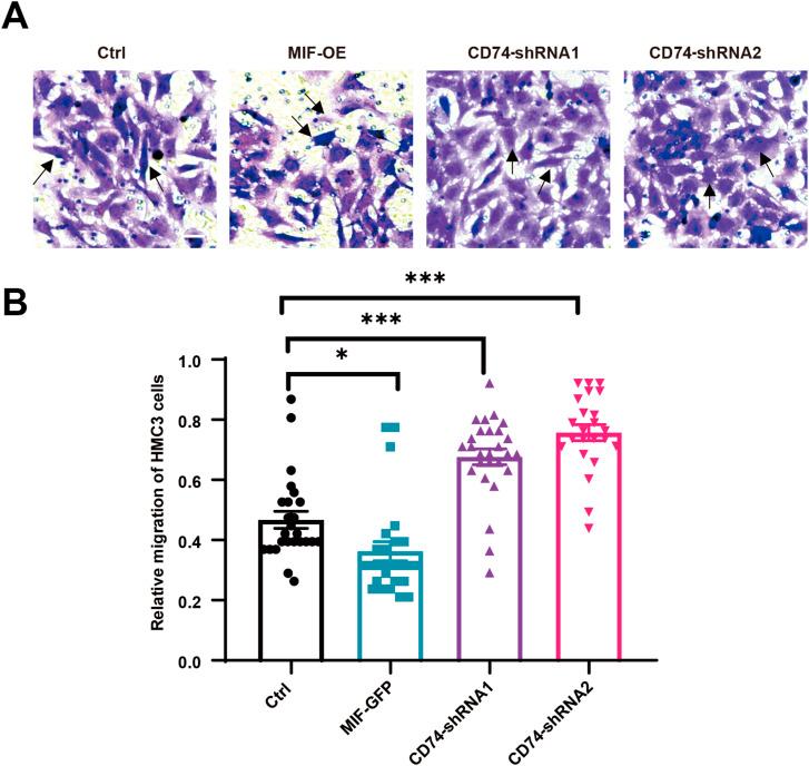 https://cdn.ncbi.nlm.nih.gov/pmc/blobs/4118/12322325/c58b7f38c30c/LSA-2024-03150_Fig7.jpg