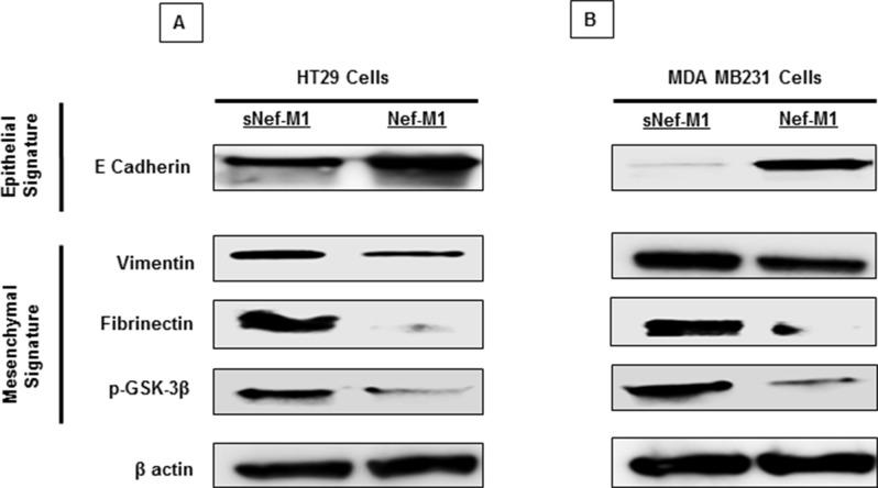 https://cdn.ncbi.nlm.nih.gov/pmc/blobs/4118/4695024/d68749de19f3/oncotarget-06-27763-g005.jpg