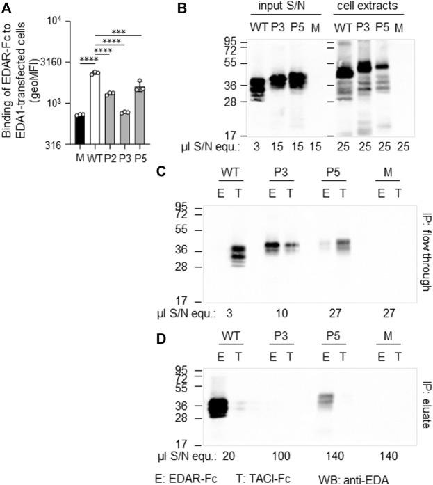 https://cdn.ncbi.nlm.nih.gov/pmc/blobs/4118/9339965/0c8a546e2d51/fgene-13-934395-g005.jpg