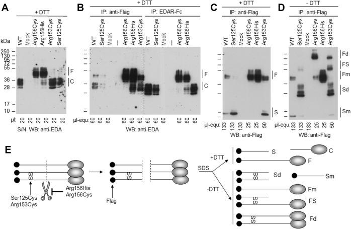 https://cdn.ncbi.nlm.nih.gov/pmc/blobs/4118/9339965/87fbe52ceb3f/fgene-13-934395-g006.jpg