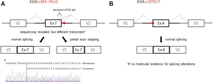 https://cdn.ncbi.nlm.nih.gov/pmc/blobs/4118/9339965/9819732df706/fgene-13-934395-g003.jpg