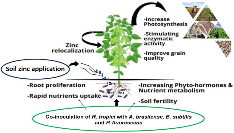 https://cdn.ncbi.nlm.nih.gov/pmc/blobs/411a/10935411/8786d91ae81c/plants-13-00571-g004.jpg