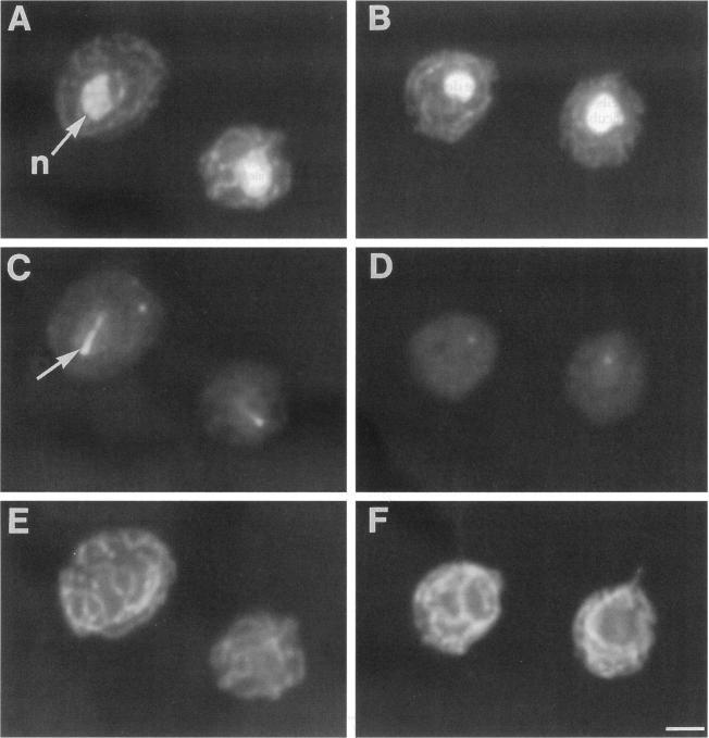 https://cdn.ncbi.nlm.nih.gov/pmc/blobs/411d/301294/42249d3b8b02/mbc00079-0128-a.jpg