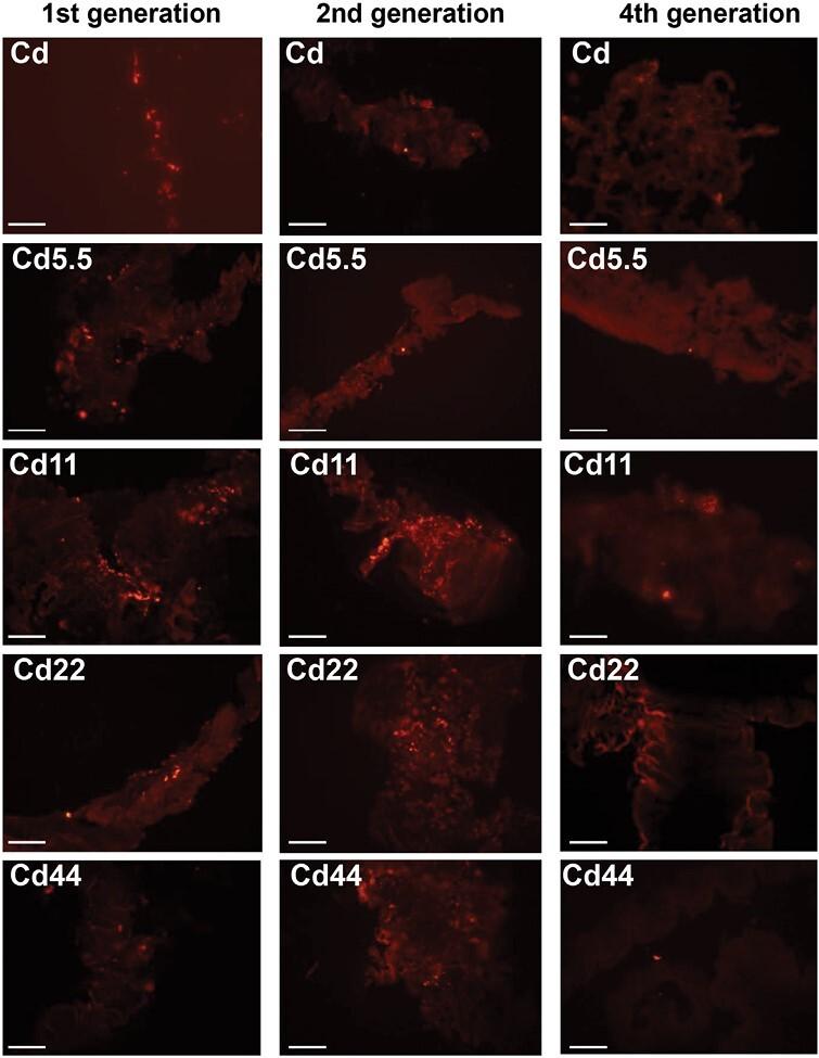 https://cdn.ncbi.nlm.nih.gov/pmc/blobs/411e/10724025/124afaed10e8/nvad077_fig7.jpg