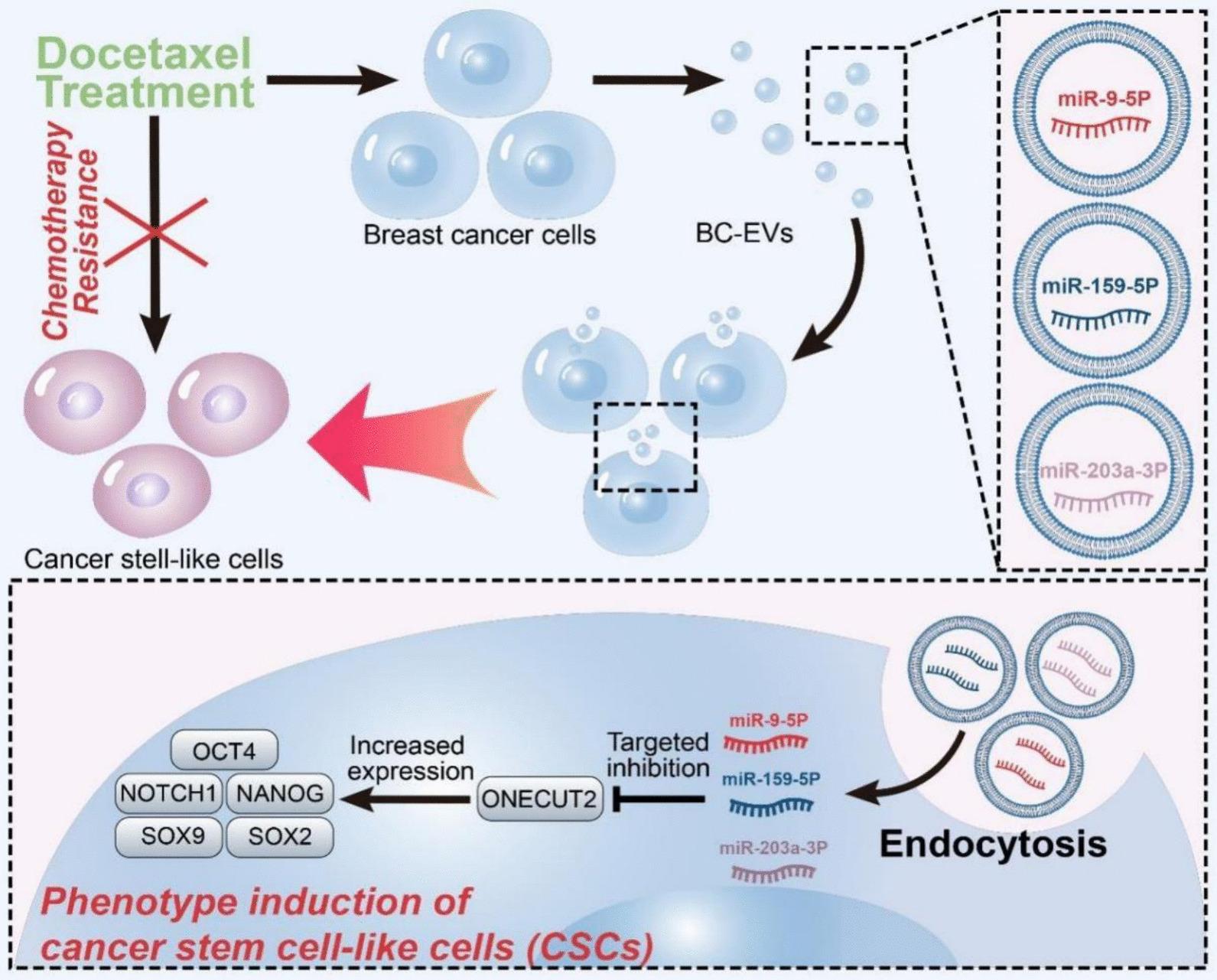 https://cdn.ncbi.nlm.nih.gov/pmc/blobs/411e/12183899/7b8cbcd7cdfb/12943_2025_2358_Fig5_HTML.jpg