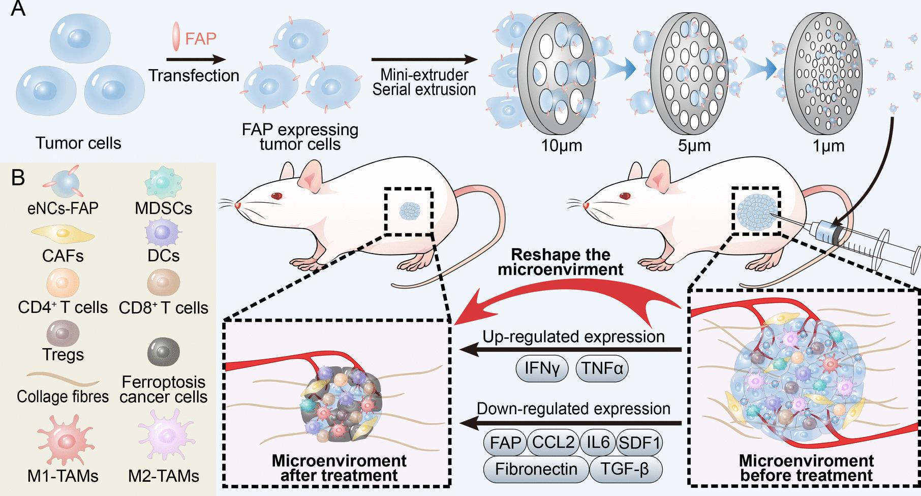 https://cdn.ncbi.nlm.nih.gov/pmc/blobs/411e/12183899/951488bf809b/12943_2025_2358_Fig8_HTML.jpg