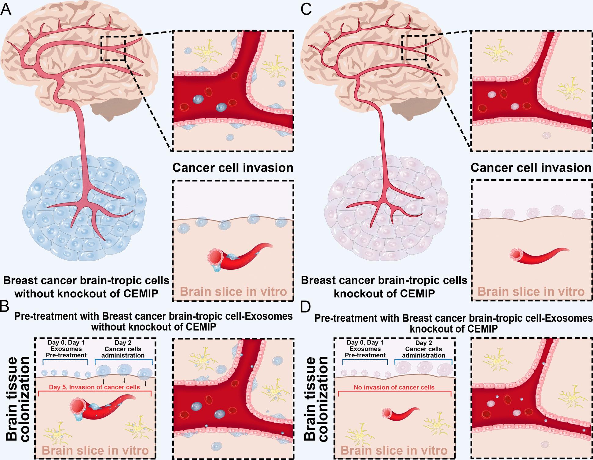 https://cdn.ncbi.nlm.nih.gov/pmc/blobs/411e/12183899/df0270b1f730/12943_2025_2358_Fig3_HTML.jpg