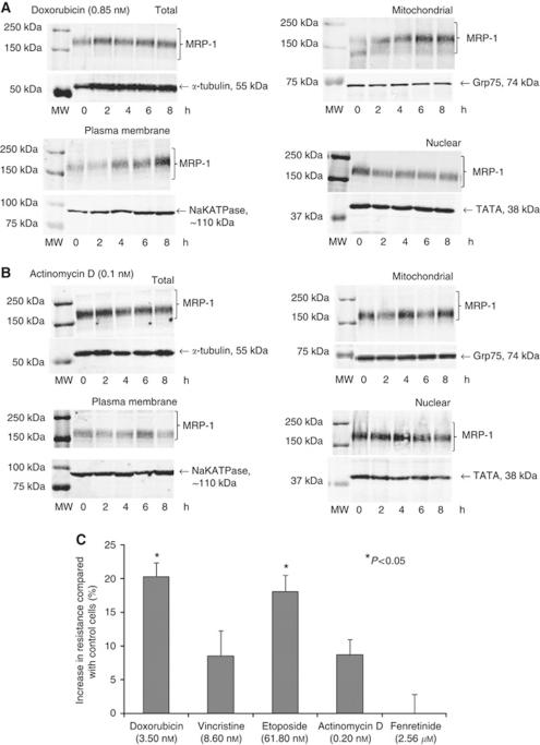 https://cdn.ncbi.nlm.nih.gov/pmc/blobs/411e/3304412/2b7c8a6b896d/bjc201240f5.jpg