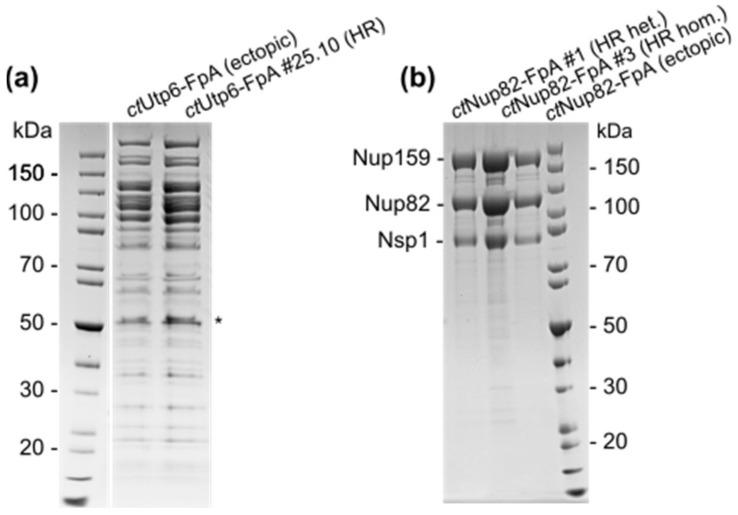 https://cdn.ncbi.nlm.nih.gov/pmc/blobs/4120/8951082/793db86a039c/ijms-23-03198-g003.jpg